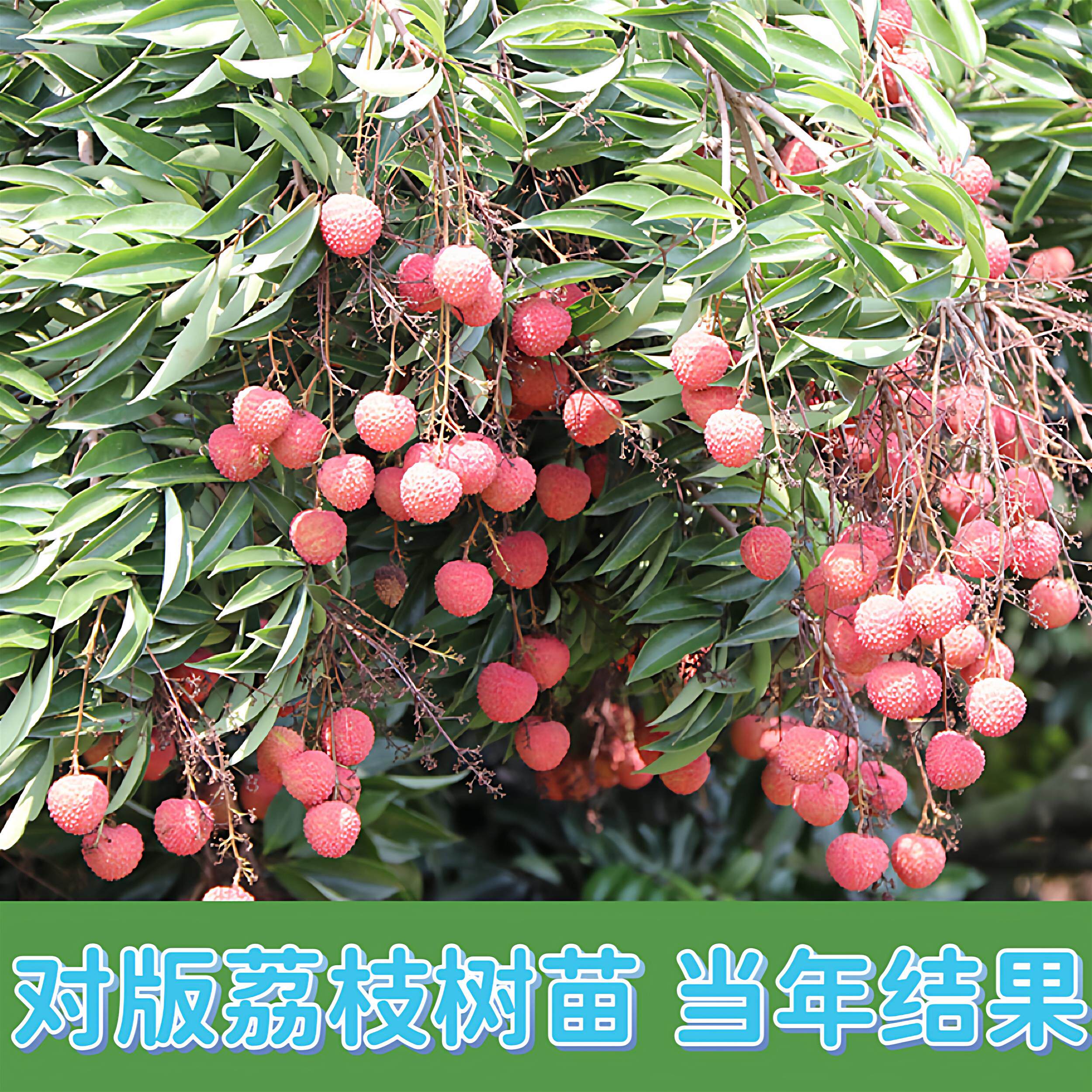 正宗嫁接荔枝树苗无核冰荔仙进奉挂绿观音绿荔枝当年结果桂味大苗