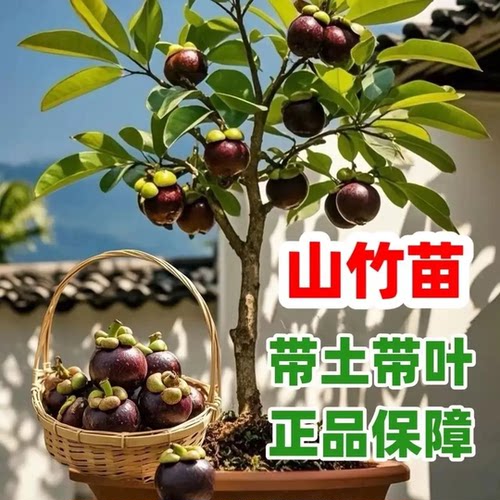 泰国嫁接树苗岭南黄金山竹南北方可种盆栽地栽当年结果耐寒易活