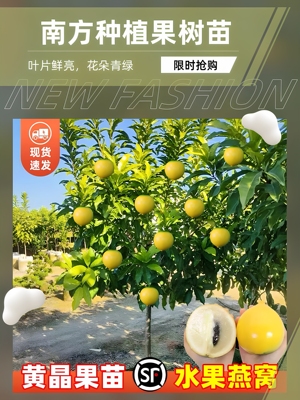 正宗黄宝石黄晶果苗大果高产