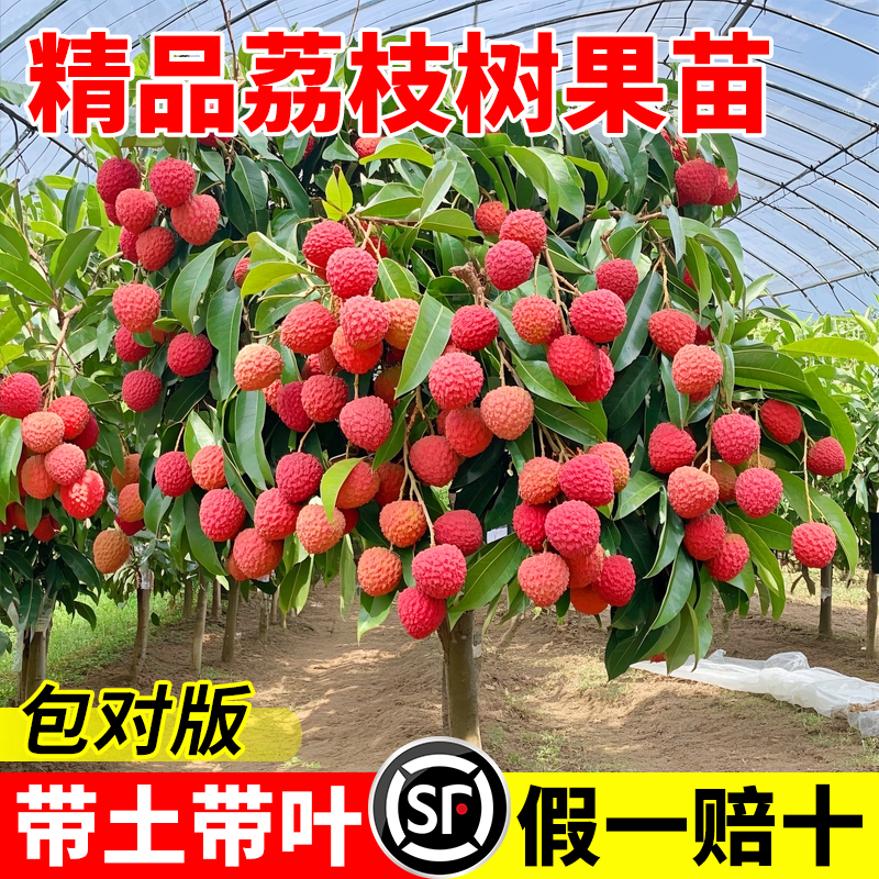 荔枝树苖无核桂味果树盆栽妃子笑嫁接水果树苗糯米糍果苗当年结果