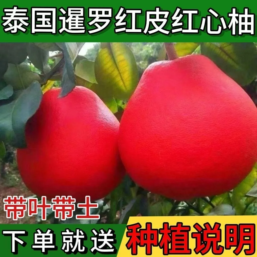 正宗泰国红宝石青柚苗三红蜜柚嫁接特大果柚子树苗南北方盆栽地栽 - 实物图