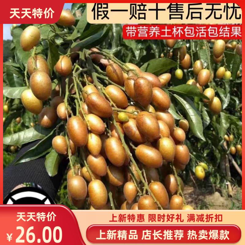 黑金刚黄皮苗郁南大鸡心无核冰糖良种嫁接苗南北方庭院天然水果苗