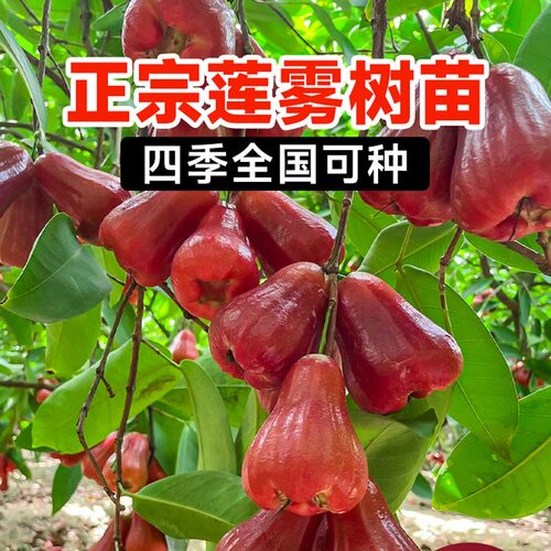 黑糖芭比莲雾嫁接带叶树苗