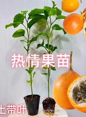 热情果嫁接带土带叶果树苗当年果