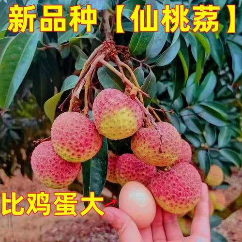 广西正品荔枝果树嫁接苗妃子笑无核仙进奉桂味冰荔荔枝盆栽地栽