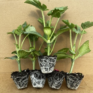 西瓜苗嫁接8424麒麟瓜美都无籽早熟高产特大超甜西瓜苗秧四季种苗