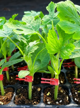 西瓜苗嫁接8424美都无籽麒麟大西瓜苗南方种植阳台盆栽西瓜苗秧苗