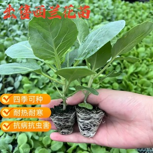 秋冬盆栽種子苗 西蘭花苗花菜苗綠甘藍包秧苗蔬菜苗西藍苔秧苗四季