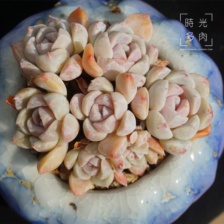 时光多肉花园/精品多肉植物泰尼汉堡多头群生月影系萌肉肉盆栽