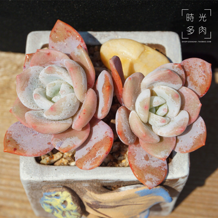 时光多肉花园/精品多肉植物华雪双头华丽风车杂雪莲办公室盆栽