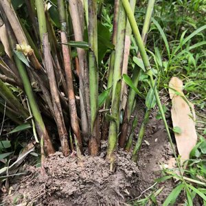 粽叶苗 箬叶芦苇叶芒叶苗广西粽子叶苗 三角粽 枕粽塔锥 四角粽