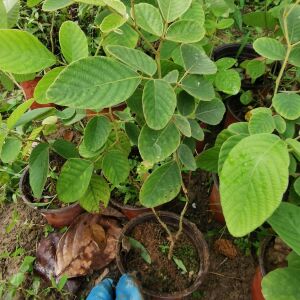 毛排钱草苗 金钱豹 钱串草 双排钱 排钱树苗带培育盆栽好
