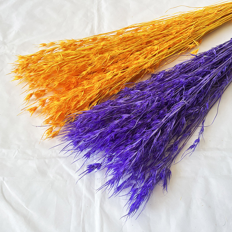 铃铛草干花花束彩色白色风铃草花束diy材料家居装饰 干花拍摄道具