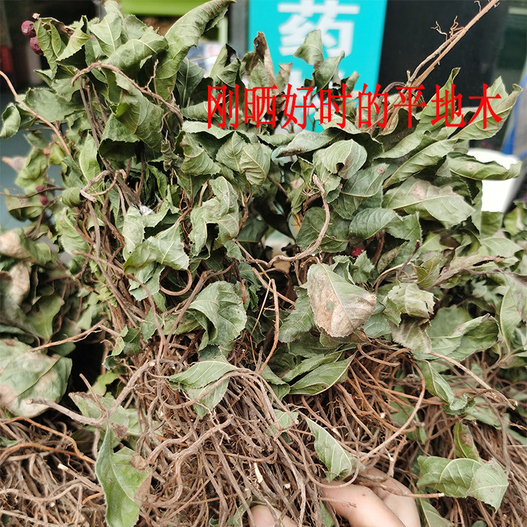 平地木又叫矮地茶,千年不大,叶下红,矮脚樟,不出林等产地丽水