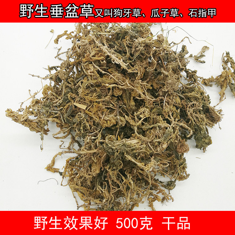 正品新货垂盆草 垂盆草干货 又叫瓜子草 老鼠牙 500克包邮