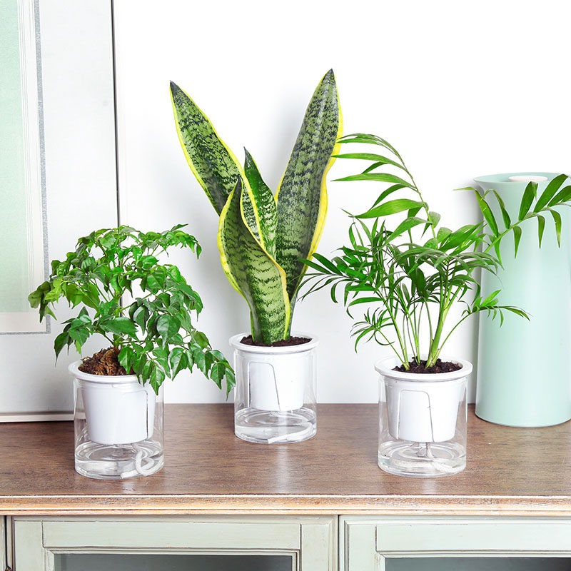 室内净化空气花盆价格 室内净化空气花盆图片 星期三