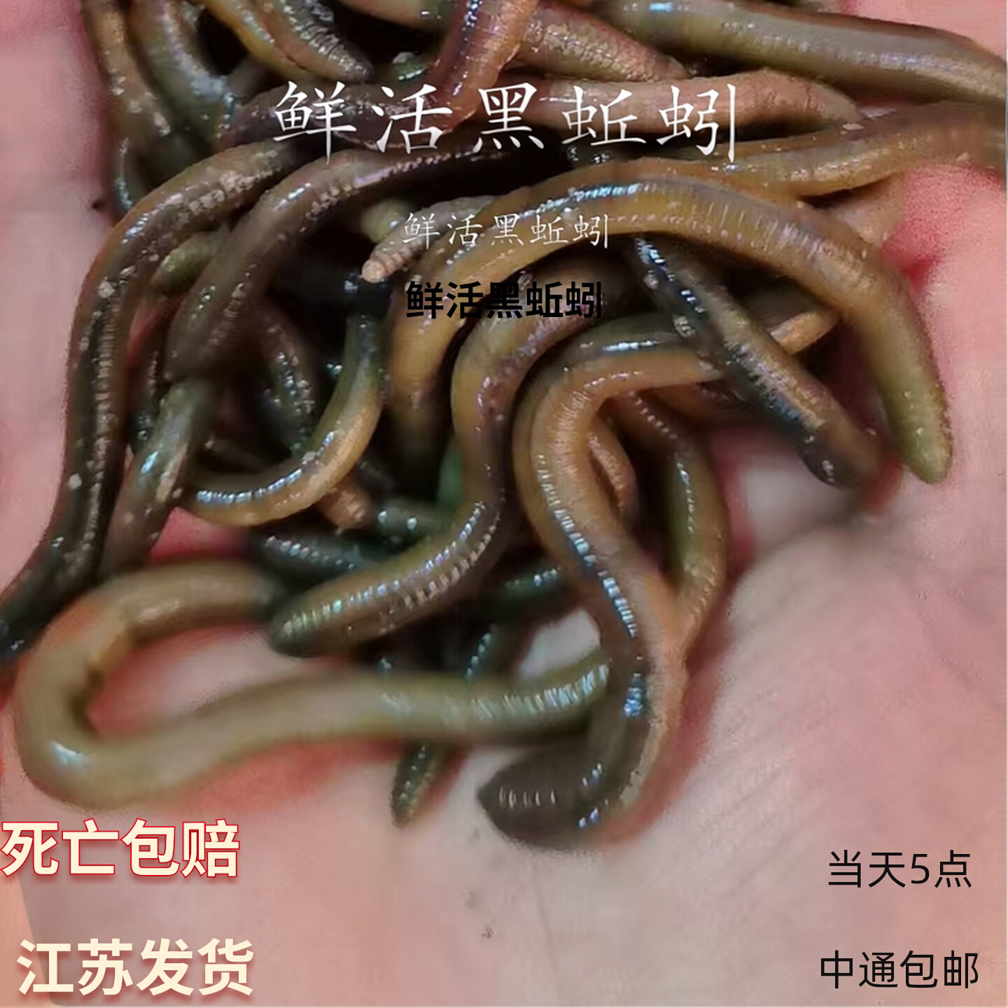 黑蚯蚓青蚯蚓特大蚯蚓钓鱼鱼饵垂钓钓黄鳝活饵活体臭蚯蚓野钓装备