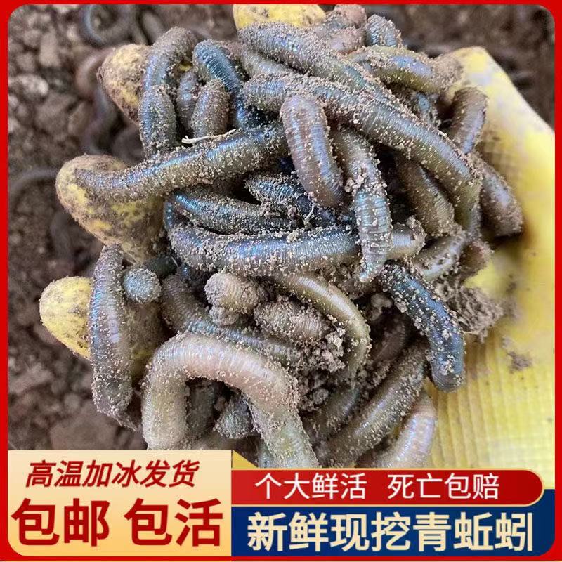 青蚯蚓活体黑蚯蚓鲜活鱼饵农村大蚯蚓活饵臭蚯蚓土蚯蚓钓黄鳝诱饵