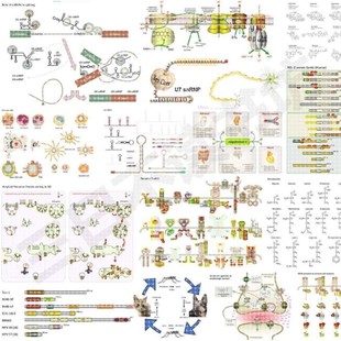 科研绘图信号通路生物医学SCI作图插画机制图摘要图PPT格式1600+