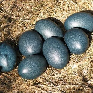 新鲜鸸鹋蛋一枚二苗蛋小鸵鸟蛋