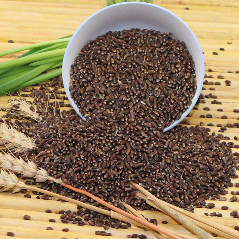 农家种植黑小麦米250g 黑麦仁熬粥五谷豆浆杂粮种子麦子紫麦包邮