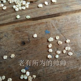 败草籽填充枕芯败草种子 稗草 睡眠舒适 稗草籽填充枕头1斤1份