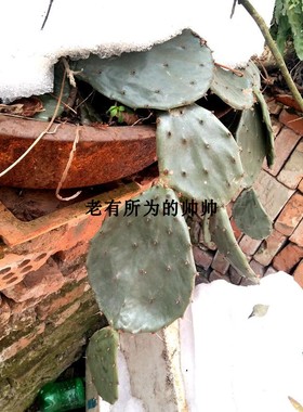 仙人掌 易活 解毒 开黄色花乡村老品种  传统仙人掌 常见仙人掌