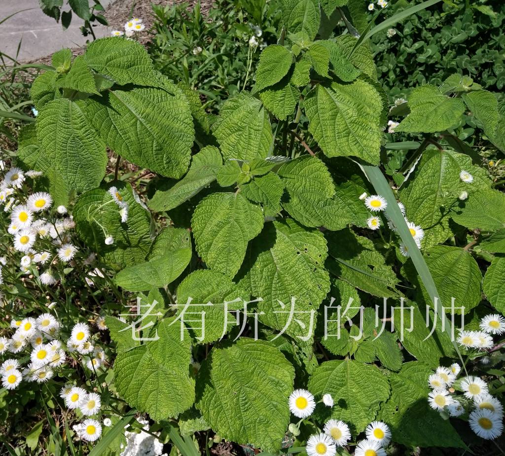 苎麻根  繁衍快 易活 苎麻叶搓麻绳原料苎麻  熬水喝