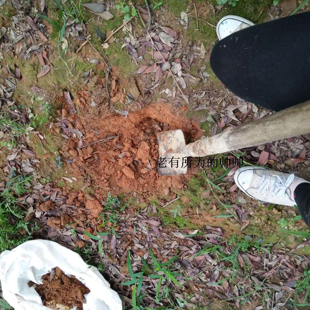 山土山上的沙土种花 种水果 种树 1份1斤