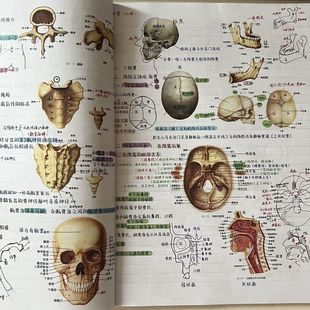 升级版霍琨系统解剖学笔记本彩色知识点梳理学霸笔记整理资料彩图