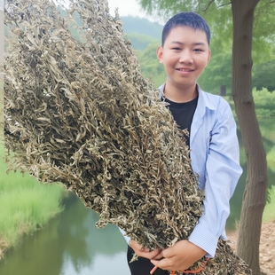 整颗大叶艾泡澡泡脚月子艾草艾叶精品带杆艾泡脚包艾绒端午蕲艾