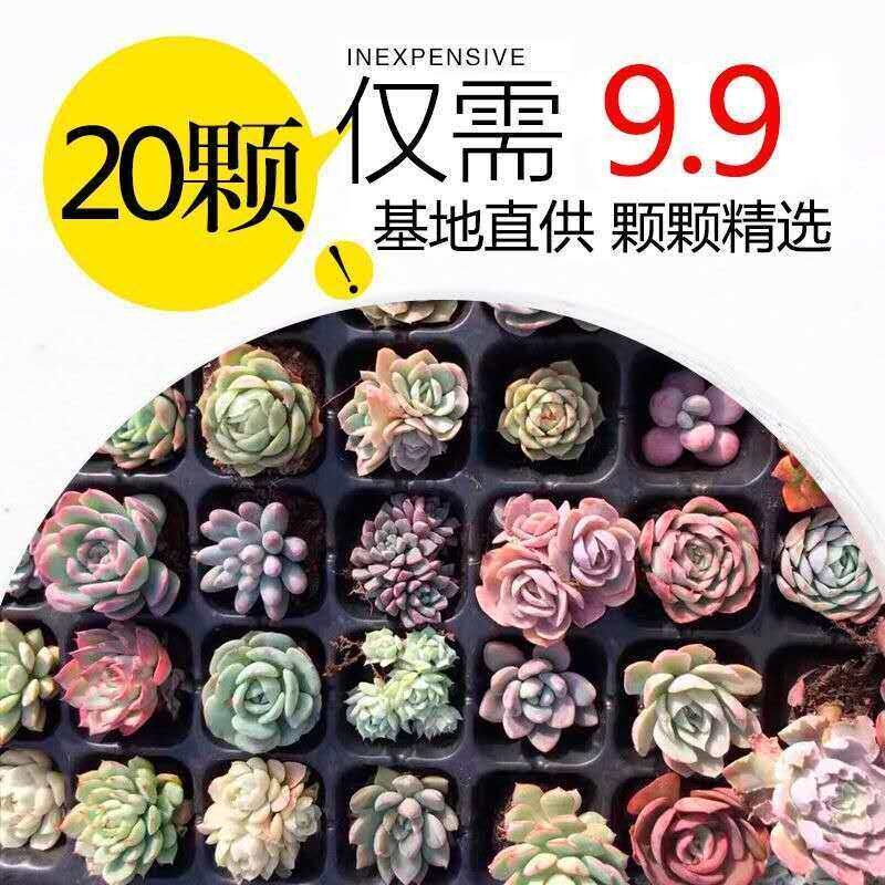 多肉植物肉肉室内盆栽新手套餐组合桃蛋玉露包邮带土盆栽绿植精品