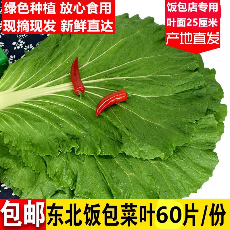 商用东北白菜叶子饭包叶子青菜叶包菜包饭现摘现发坏单包赔包邮 