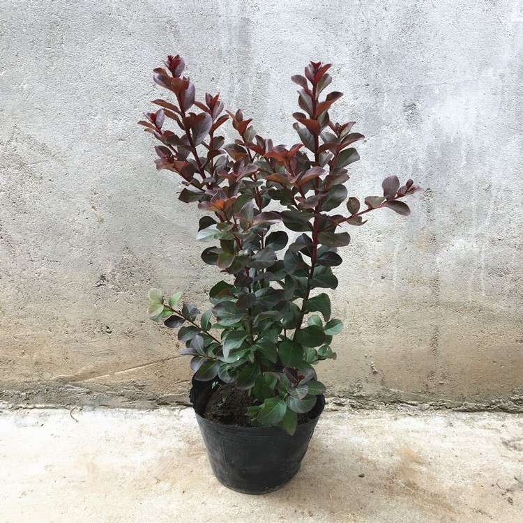 深粉红色紫薇花盆栽带花苞耐晒棒棒糖天鹅绒火红紫叶紫薇开花树苗