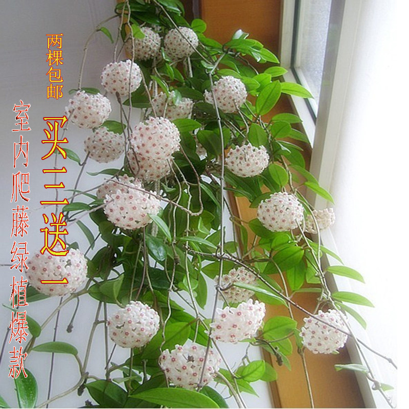 球兰花苗 室内爬藤吊兰盆栽花卉 绿叶花心球兰大苗攀援植物 包邮