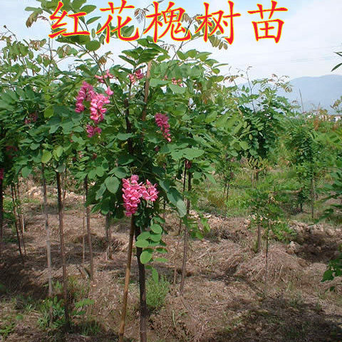 红花槐苗树苗 刺槐小苗 黄花槐树苗香花槐(富贵树)/庭院苗木