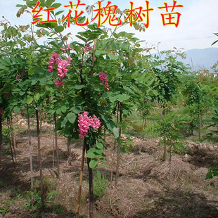 红花槐苗树苗 刺槐小苗 黄花槐树苗香花槐(富贵树)/庭院苗木