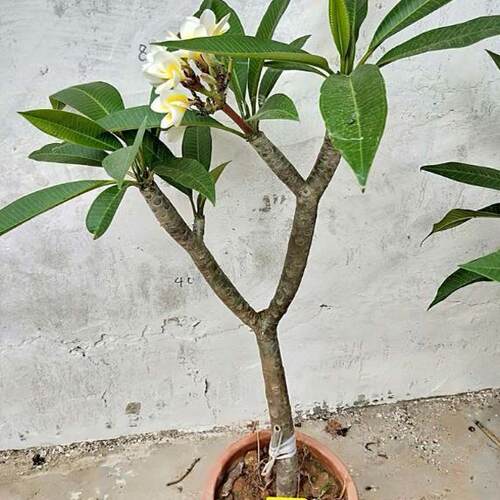 鸡蛋花盆栽树苗红黄多色好养鸡蛋花树苗珍贵绿植开花香包成活包邮