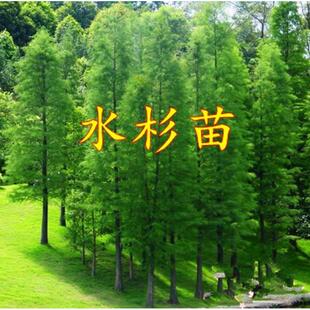 水杉苗水杉树苗 云杉池杉小苗 落羽杉中山杉树苗 庭院绿化景观树