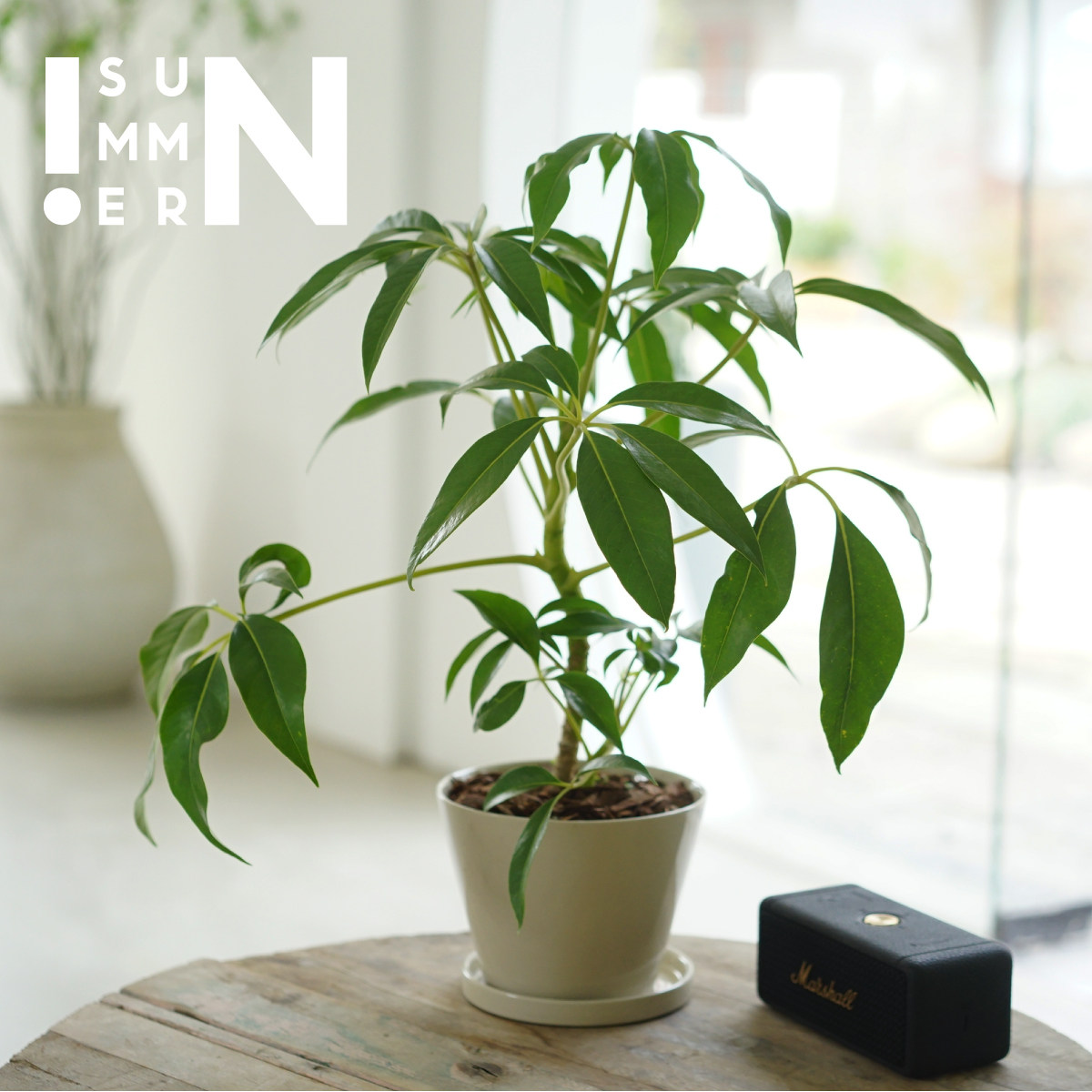 日本大叶伞 保罗ins室内耐阴桌面盆栽北欧风绿植观叶植物民宿装饰