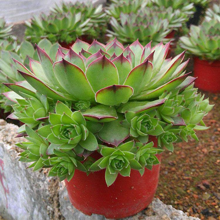 爆盆植物价格 爆盆植物图片 星期三