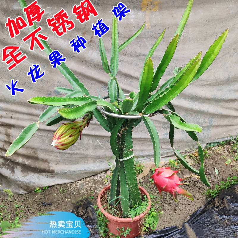 火龙果专用架不锈钢花架盆栽种植棒棒糖支架顶圈绿植爬藤支撑架子-封面