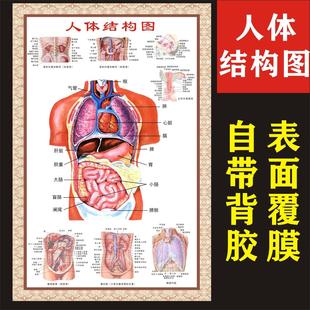 人体结构图穴位医学人体解剖图片全身内脏器官骨骼肌肉构造挂图画