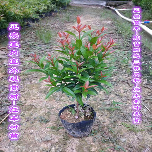 南北方观叶彩叶绿化树植物红车木盆栽红车苗室内外庭院常绿行道树