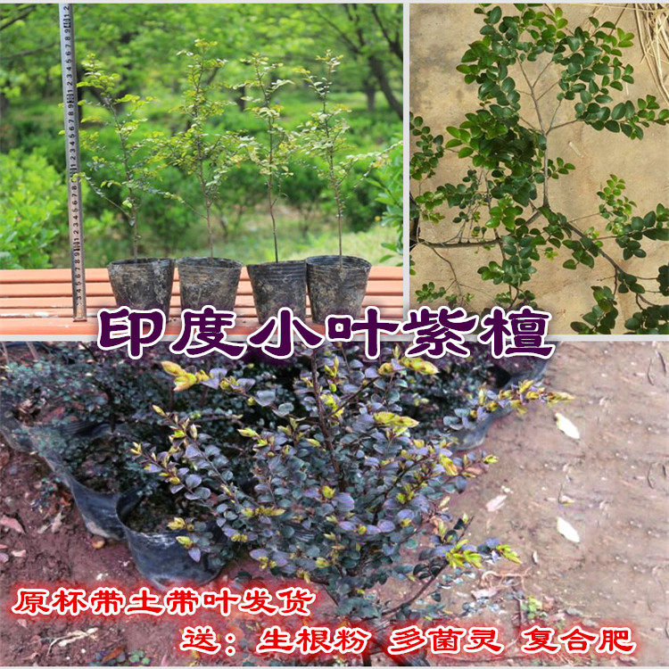 小叶紫檀树苗珍稀高档室内树苗