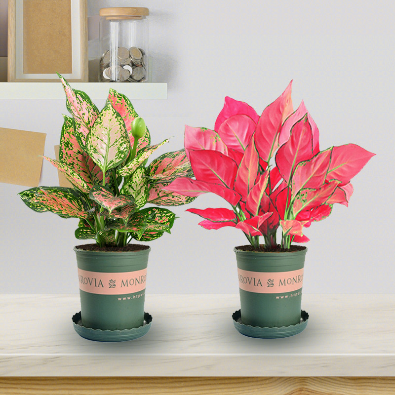吉利红如意皇后盆栽绿植大红叶四季好养寓意办公室桌面盆景水土培
