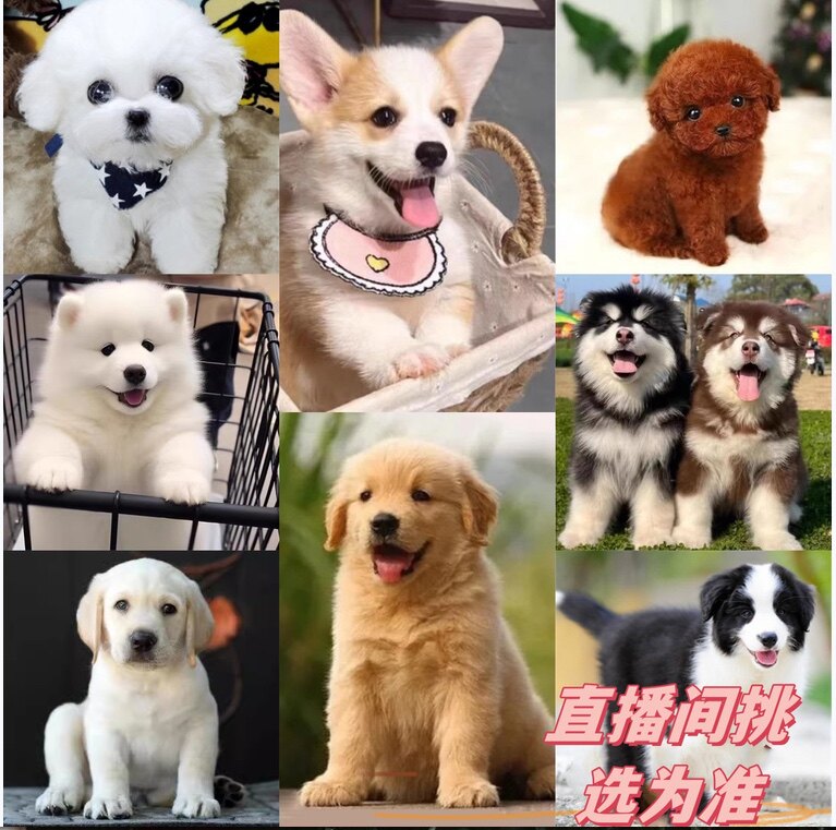 直播间边牧幼犬七白三通边境牧羊犬活体黑白陨石中型犬宠物狗狗