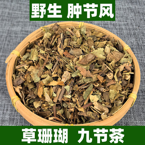 广西野生肿节风草珊瑚九节茶中药材正品中草药可打粉竹节茶接骨莲