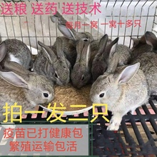 兔子活体大型肉兔比利时巨兔花兔家养小白兔新西兰肉兔包活可食用