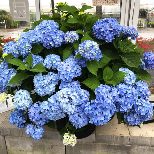 无尽夏进口木本植物阳台绣球盆栽